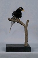 臺灣藍鵲藏品圖，第4張